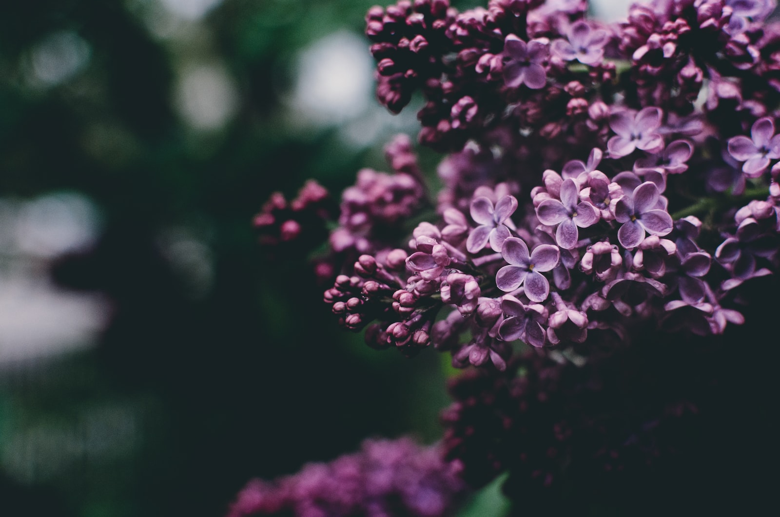 selective focus photography of purple petaled flowers