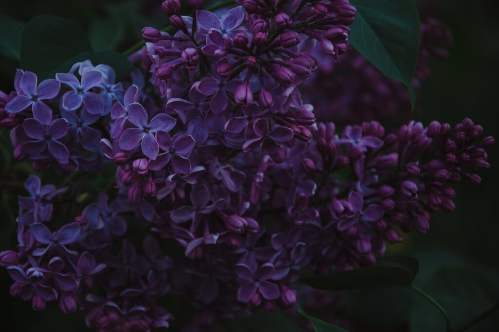 psychology-of-the-lilac-color-what-does-the-color-lilac-symbolize