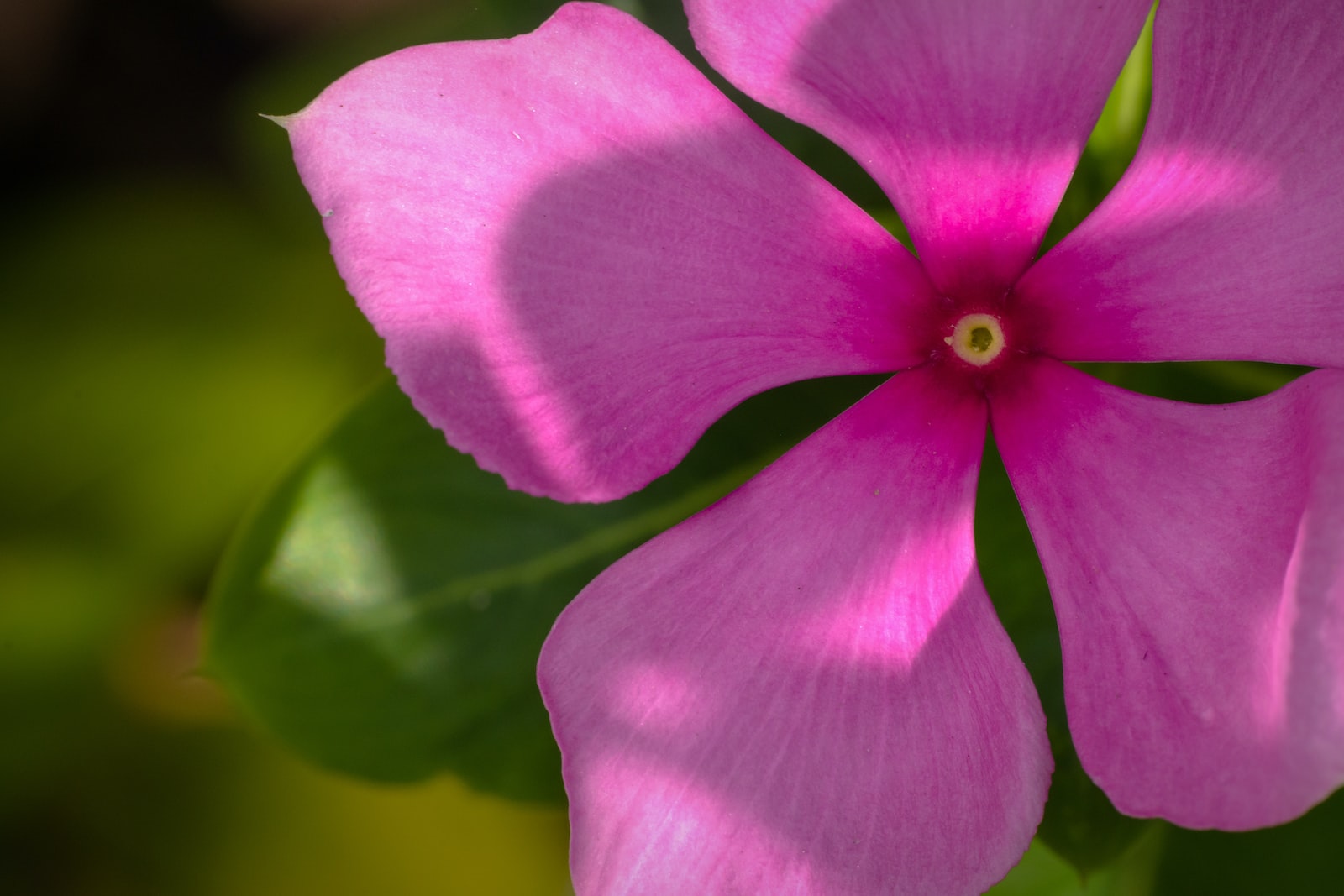 The History and Significance of Periwinkle Color
